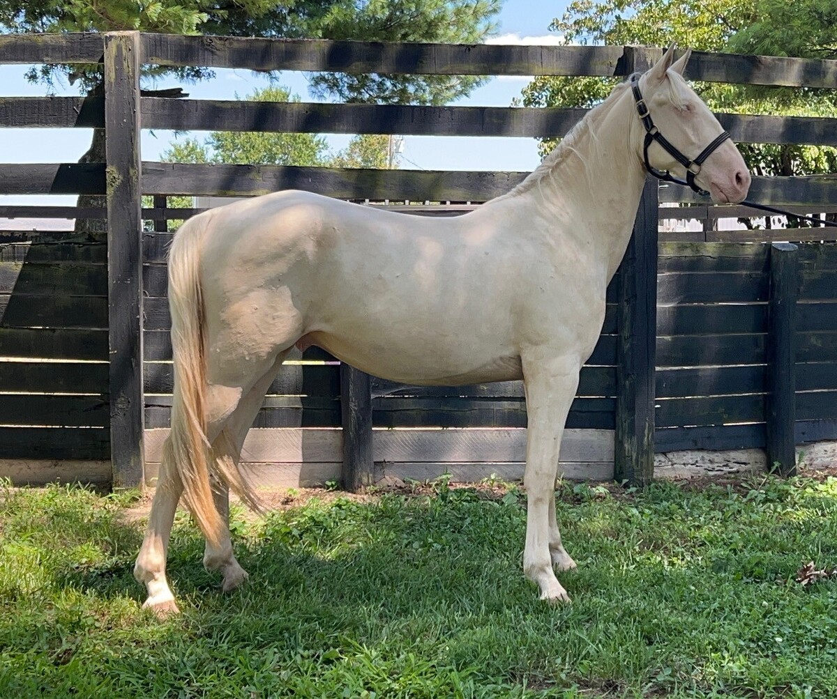 Clyde, 3yo gelding, 14.1hh