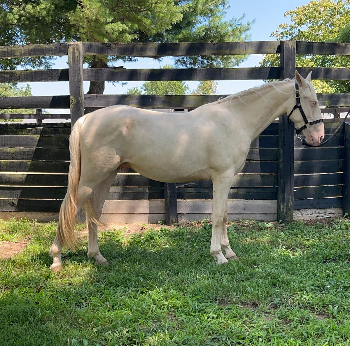 Clyde, 3yo gelding, 14.1hh