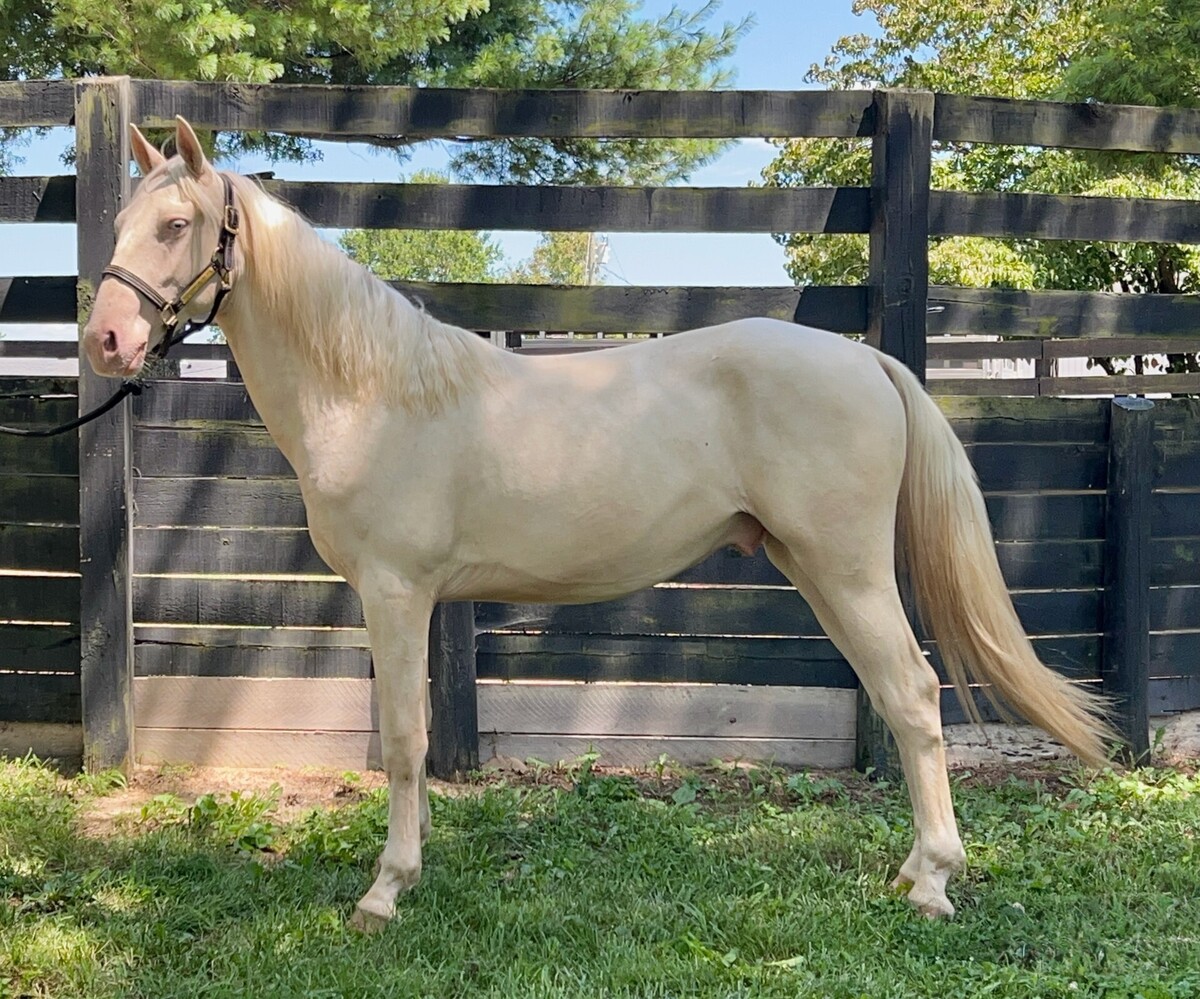 Clyde, 3yo gelding, 14.1hh