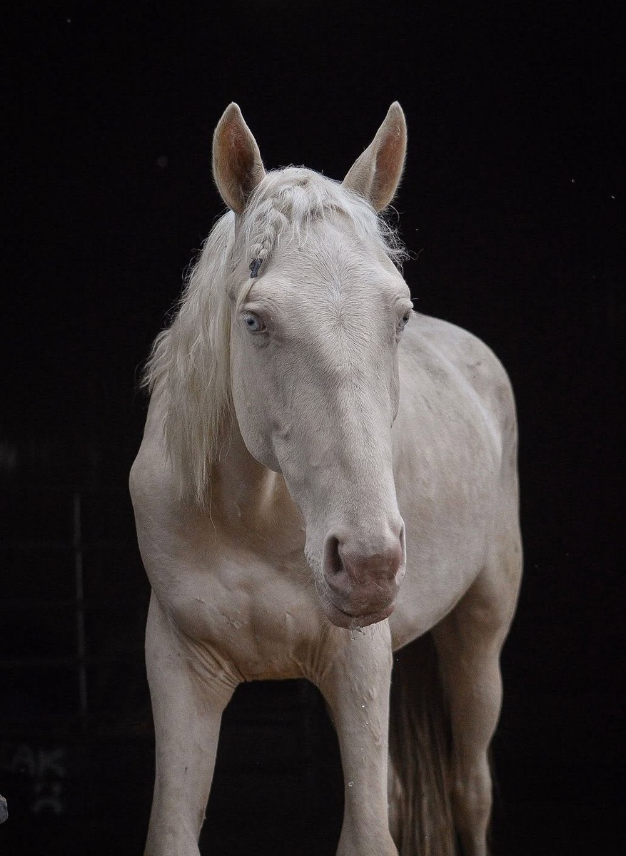 Clyde, 3yo gelding, 14.1hh