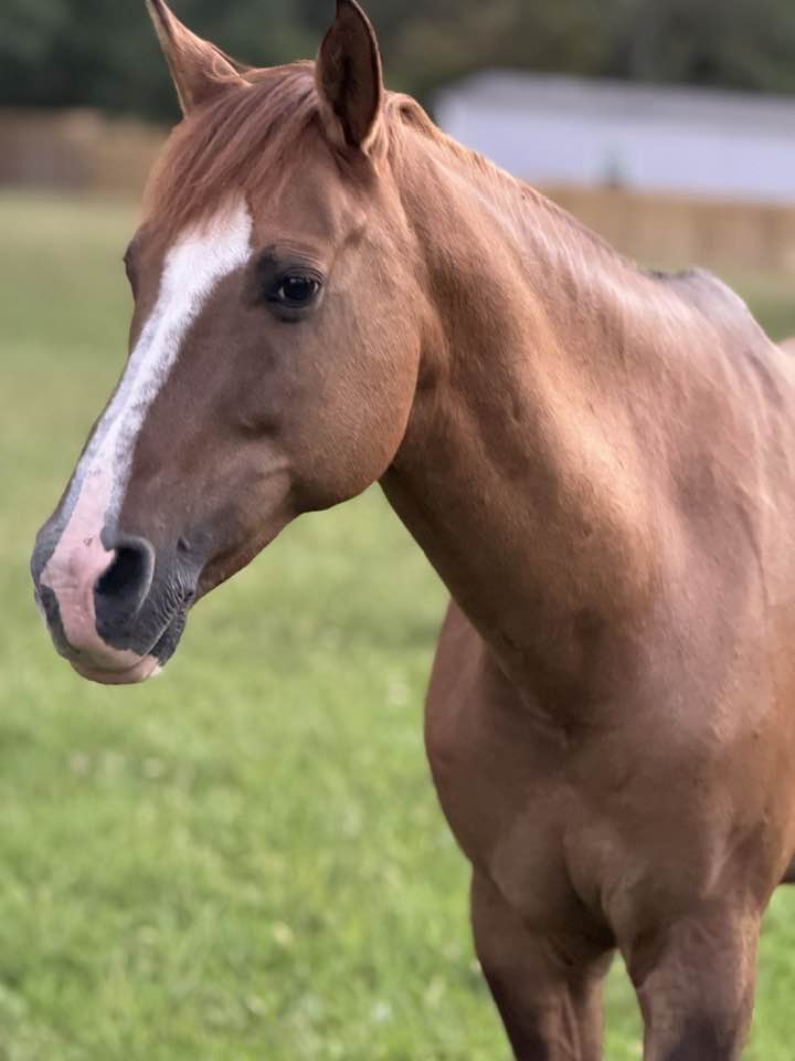 Leo, 18yo Quarter Horse gelding, 15.3hh