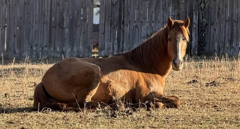 Leo, 18yo Quarter Horse gelding, 15.3hh