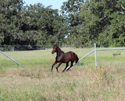 Amelia, APHA Paint filly foal
