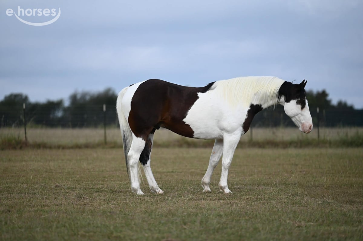 American Quarter Horse, 8yo American Quarter Horse gelding
