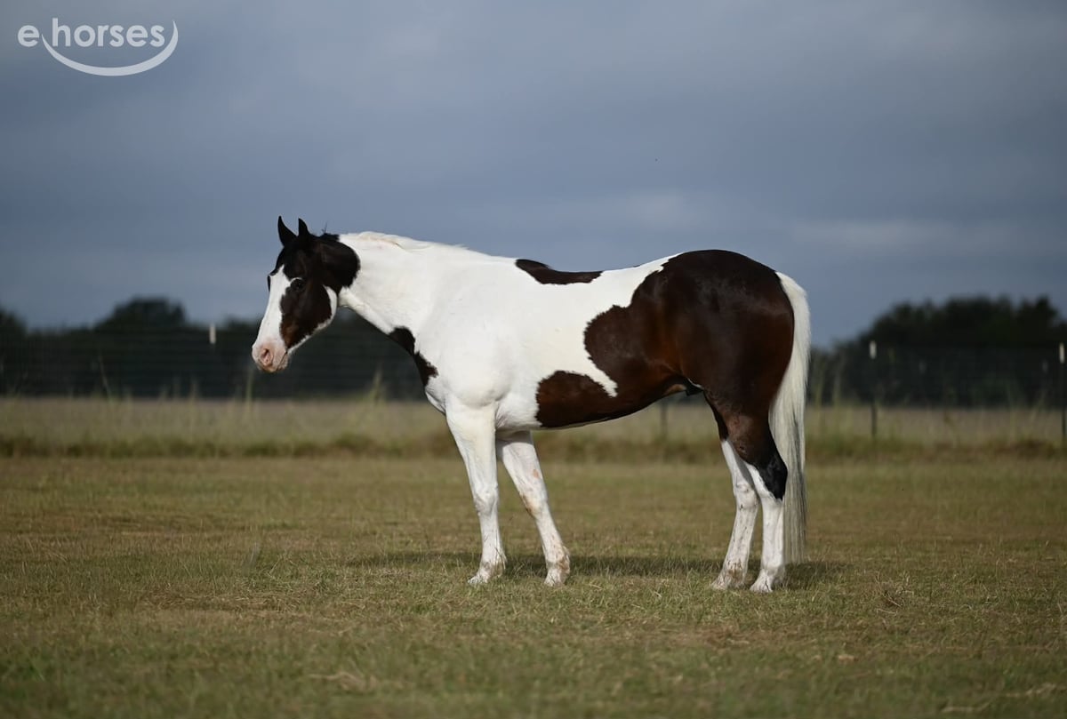 American Quarter Horse, 8yo American Quarter Horse gelding