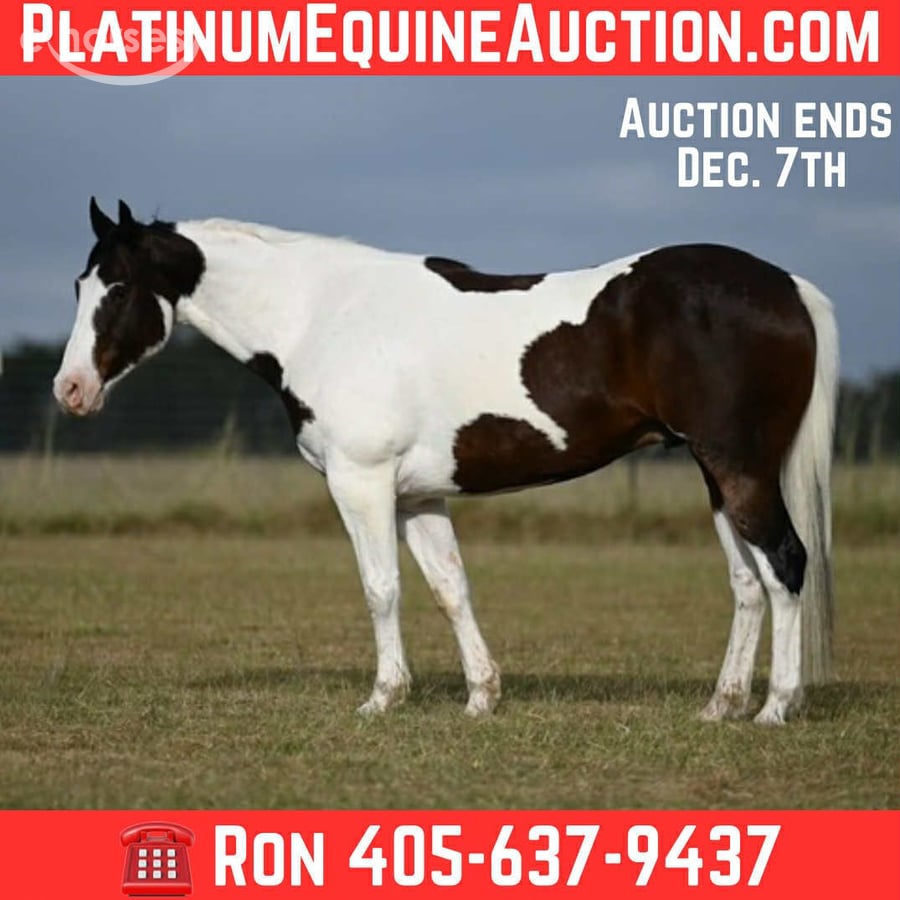 American Quarter Horse, 8yo American Quarter Horse gelding