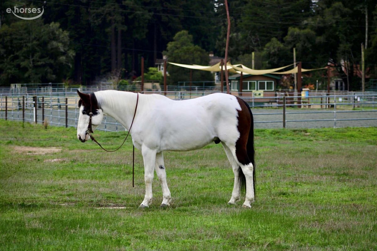 American Paint Horse, 13yo American Paint Horse gelding, 14.2hh