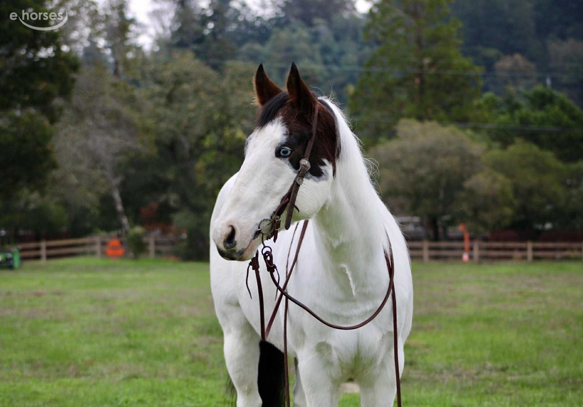 American Paint Horse, 13yo American Paint Horse gelding, 14.2hh