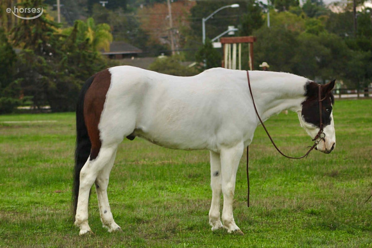 American Paint Horse, 13yo American Paint Horse gelding, 14.2hh