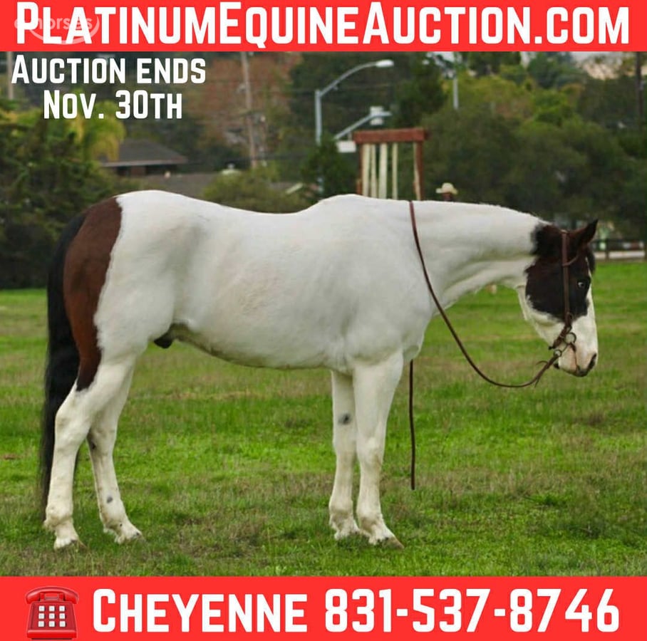 American Paint Horse, 13yo American Paint Horse gelding, 14.2hh