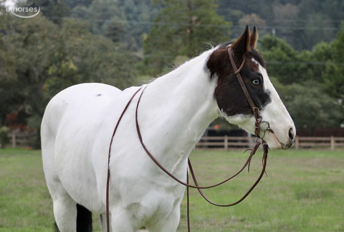 American Paint Horse, 13yo American Paint Horse gelding, 14.2hh