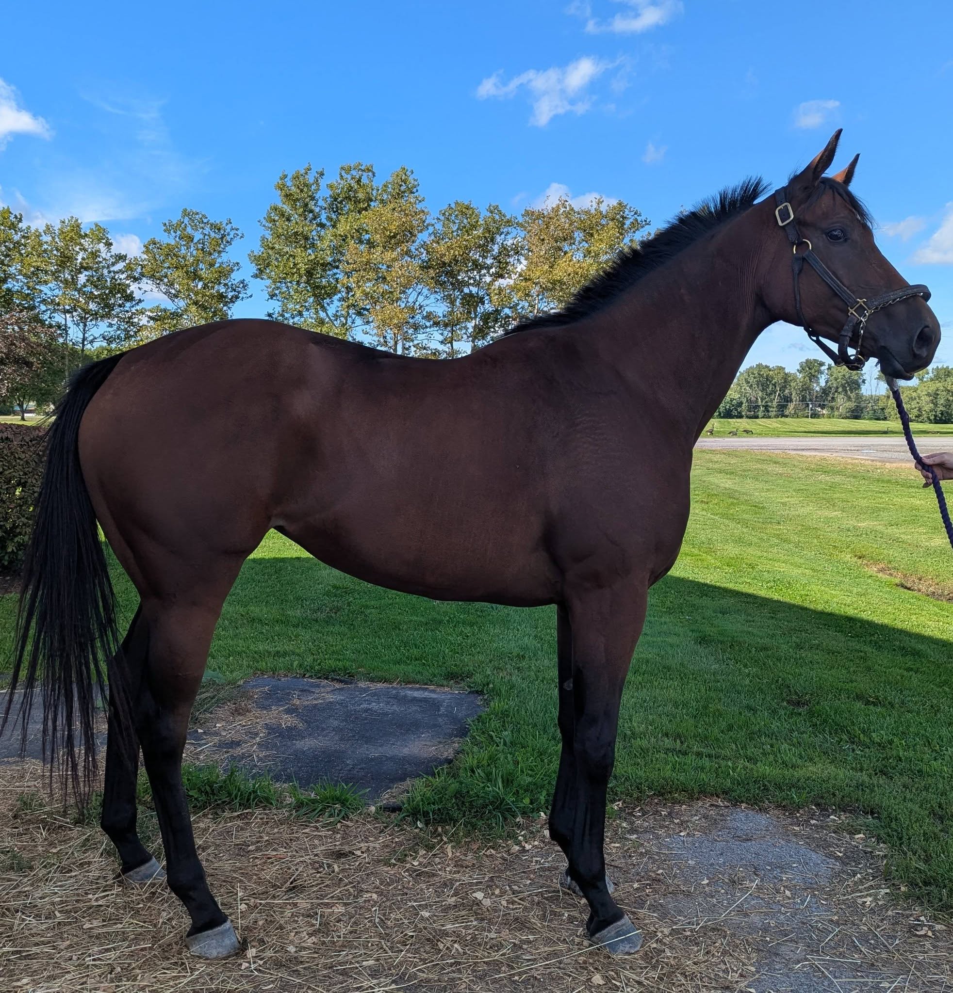 Kreesa’s Best Day, 3yo Thoroughbred mare, 16.3hh