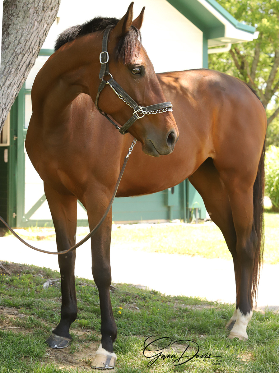 King's Mistress, 6yo Thoroughbred mare, 16.0hh