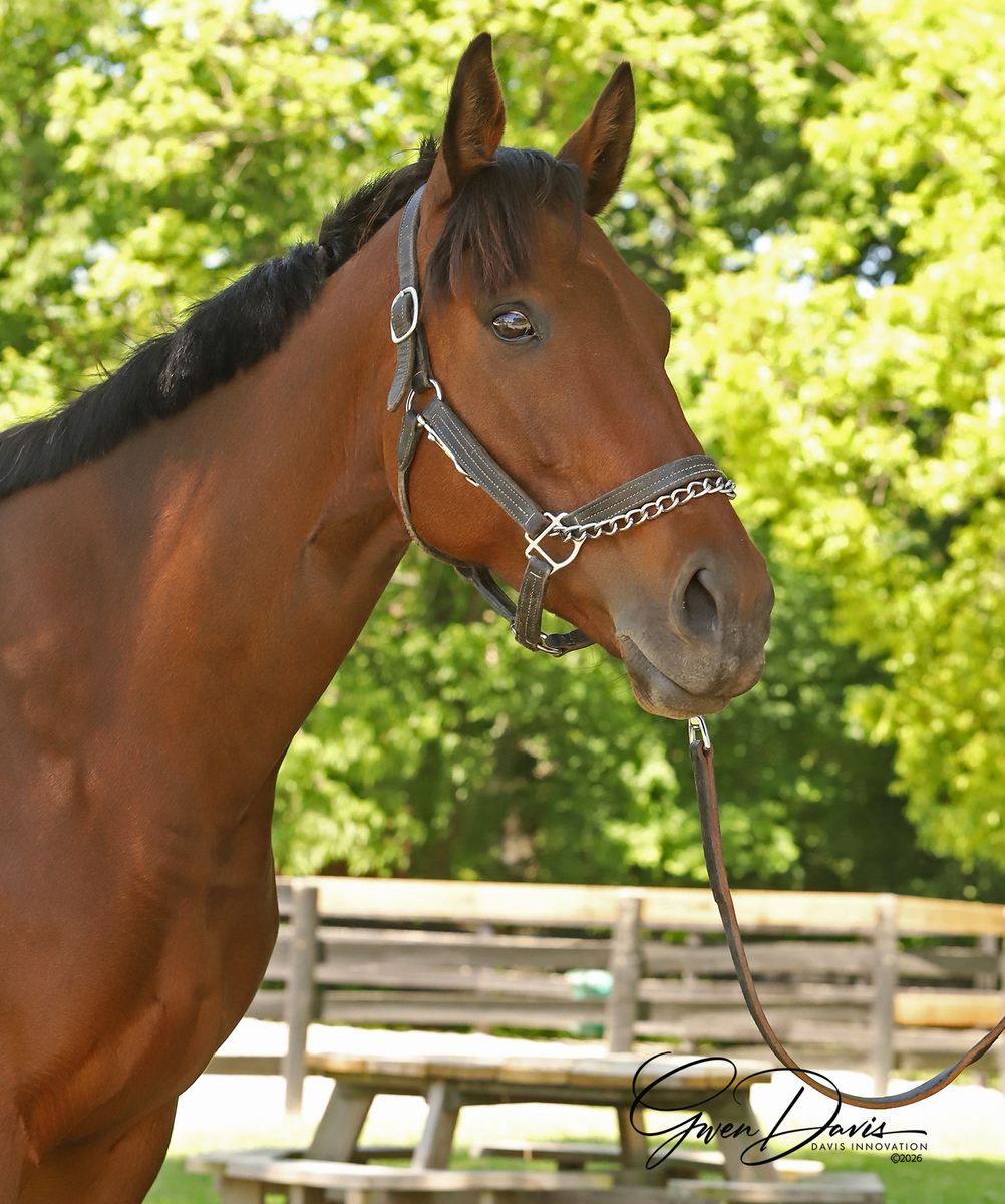 King's Mistress, 6yo Thoroughbred mare, 16.0hh