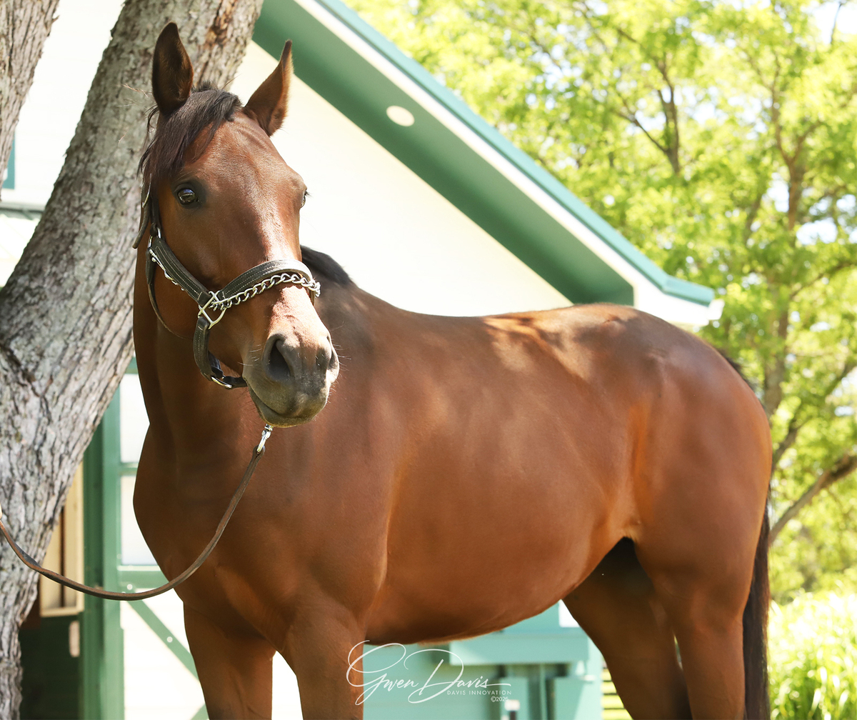 King's Mistress, 6yo Thoroughbred mare, 16.0hh