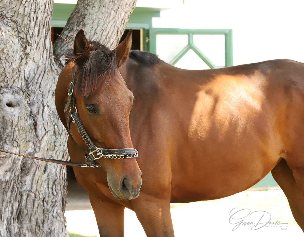 King's Mistress, 6yo Thoroughbred mare, 16.0hh