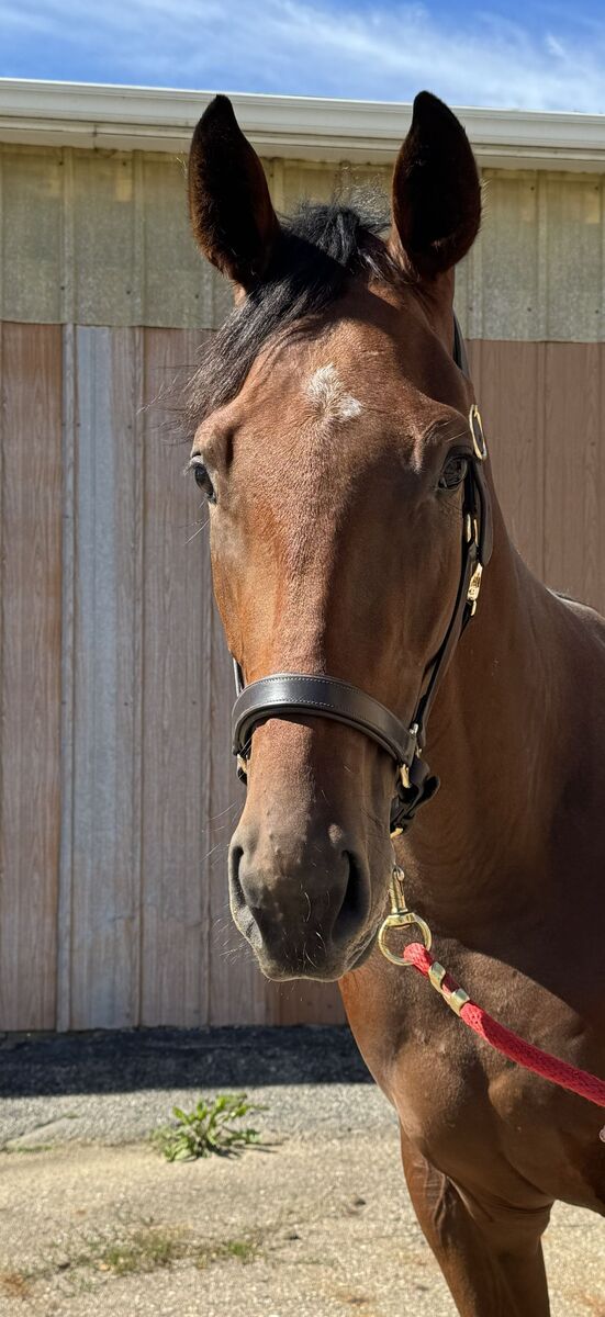 Stickinwithit, 2yo Thoroughbred gelding, 16.3hh
