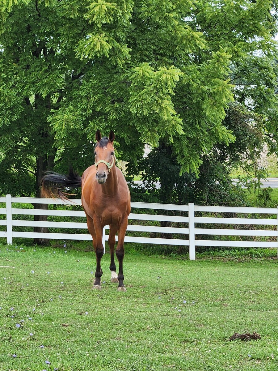 Stickinwithit, 2yo Thoroughbred gelding, 16.3hh