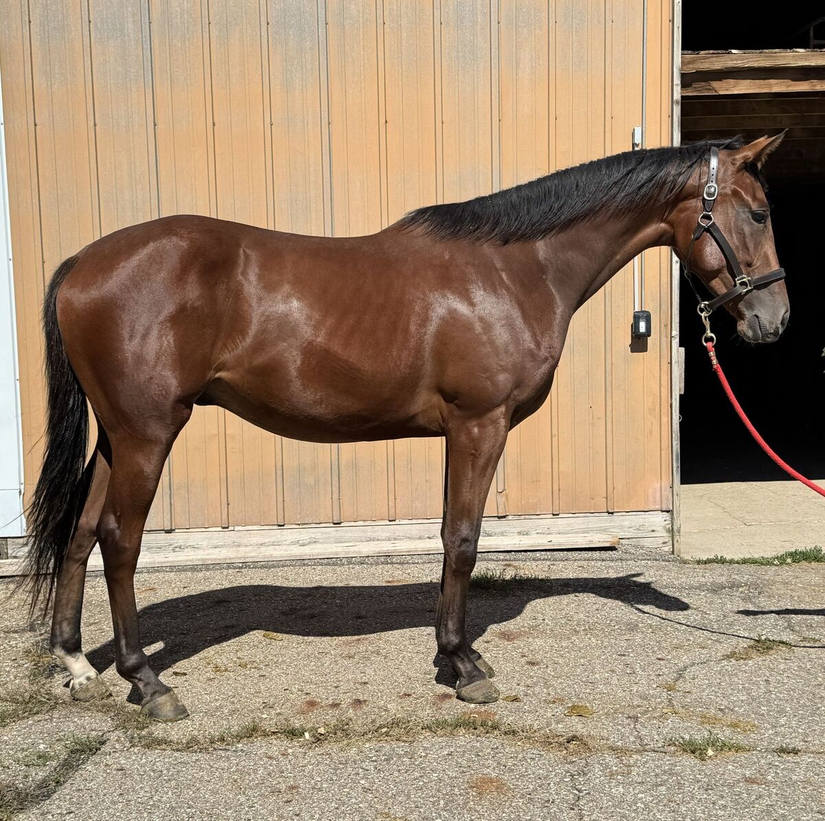 Stickinwithit, 2yo Thoroughbred gelding, 16.3hh