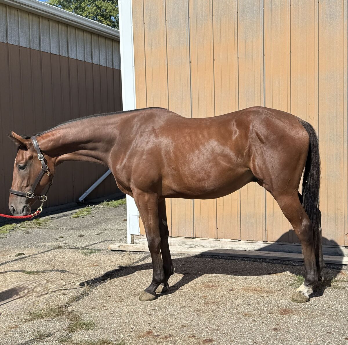 Stickinwithit, 2yo Thoroughbred gelding, 16.3hh