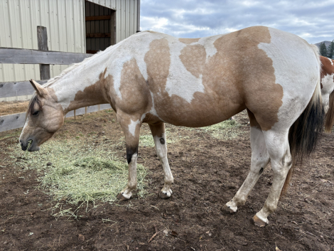 Nu Cash N Roses (Rosie), 5yo APHA Paint mare, 15.3hh