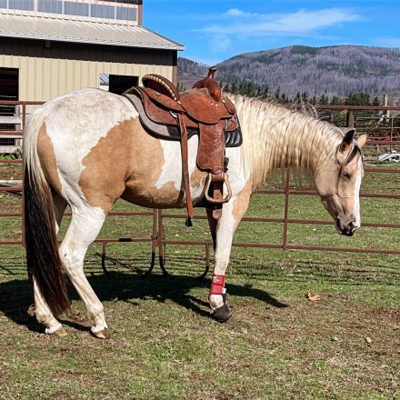 Nu Cash N Roses (Rosie), 5yo APHA Paint mare, 15.3hh