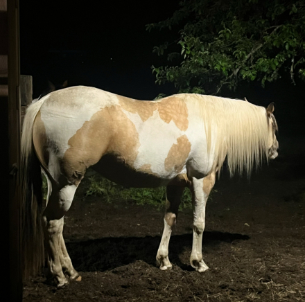 Nu Cash N Roses (Rosie), 5yo APHA Paint mare, 15.3hh