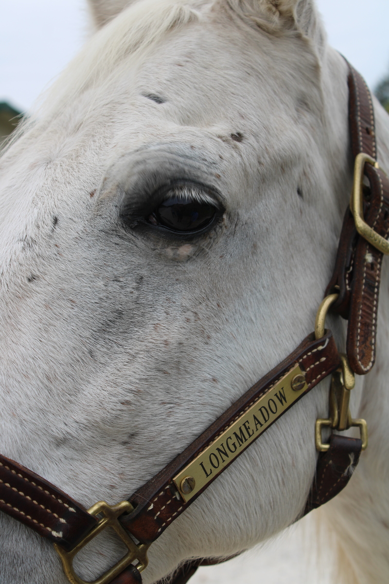Monty, 21yo Missouri Fox Trotter gelding, 14.2hh