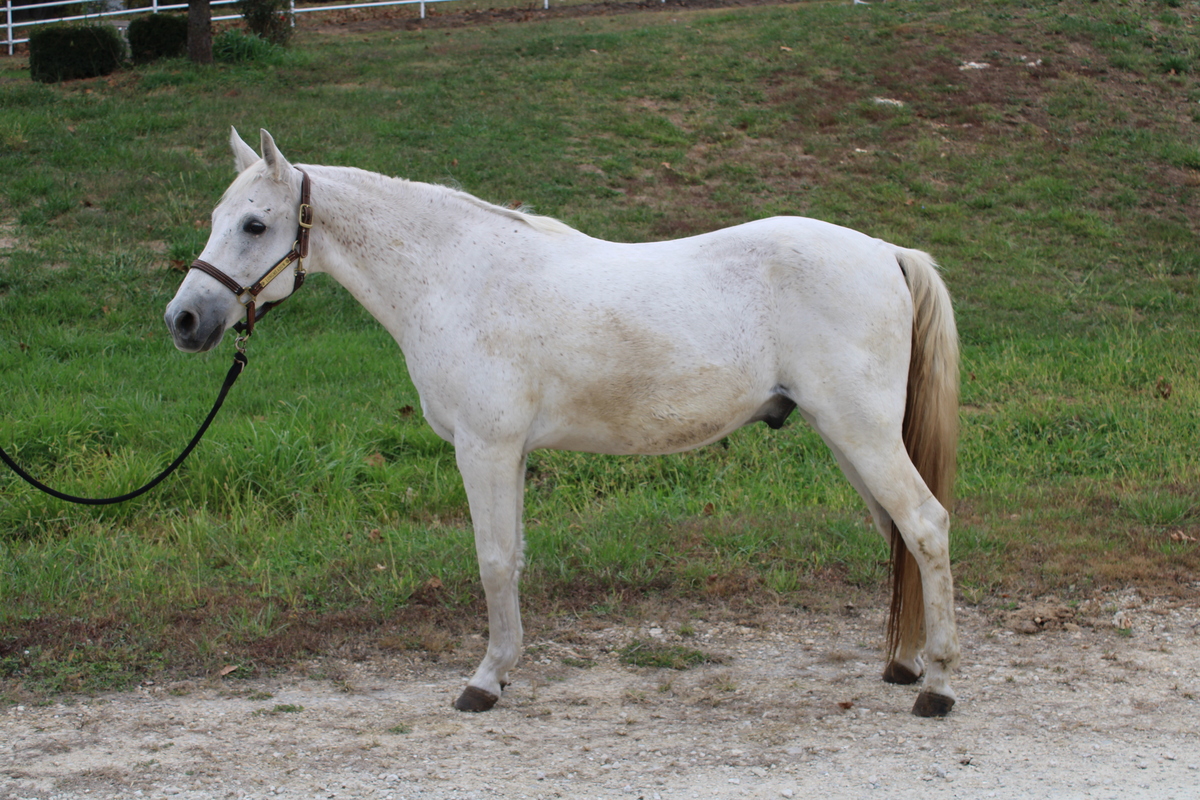 Monty, 21yo Missouri Fox Trotter gelding, 14.2hh