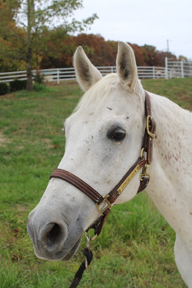 Monty, 21yo Missouri Fox Trotter gelding, 14.2hh