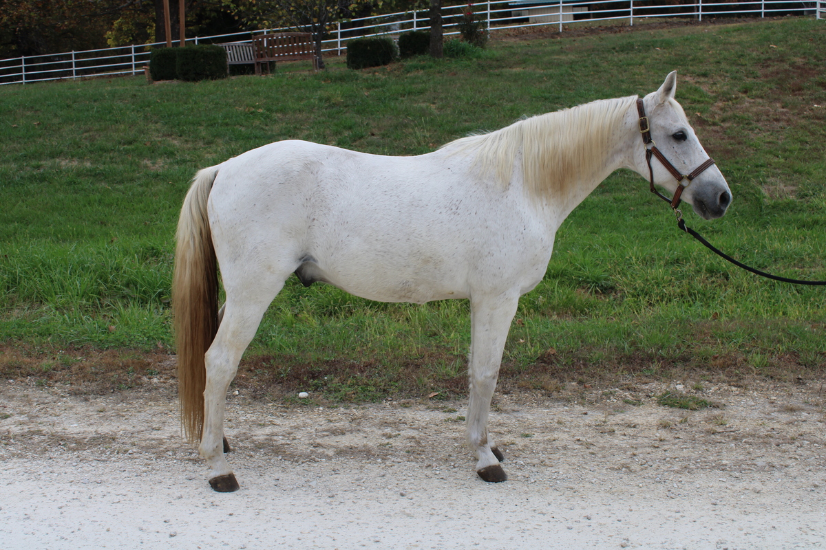 Monty, 21yo Missouri Fox Trotter gelding, 14.2hh
