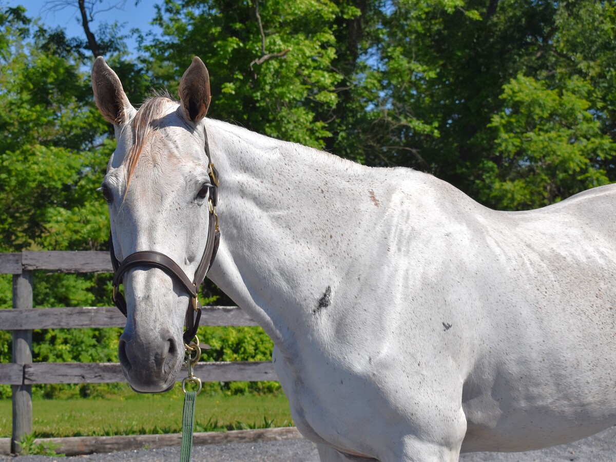 Free for the Ride, 14yo Thoroughbred mare, 16.3hh