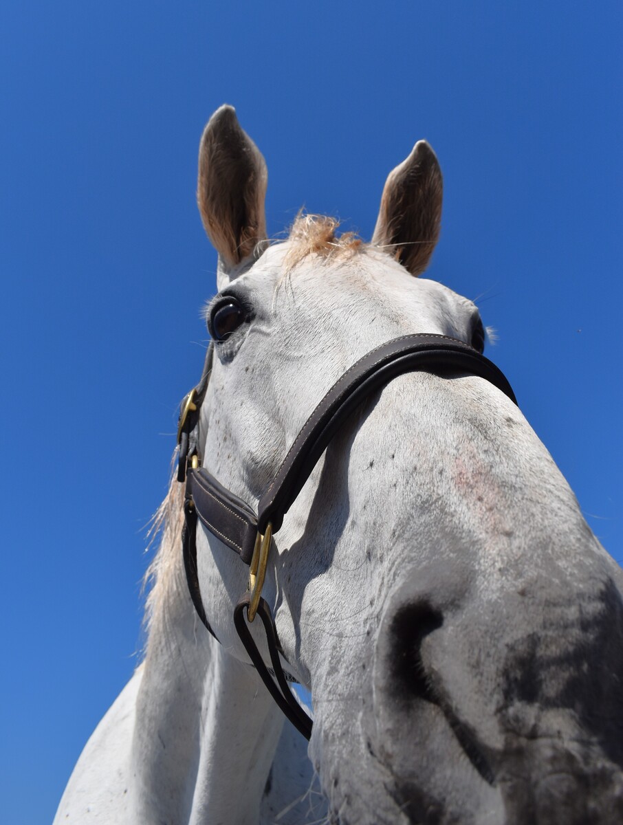 Free for the Ride, 14yo Thoroughbred mare, 16.3hh