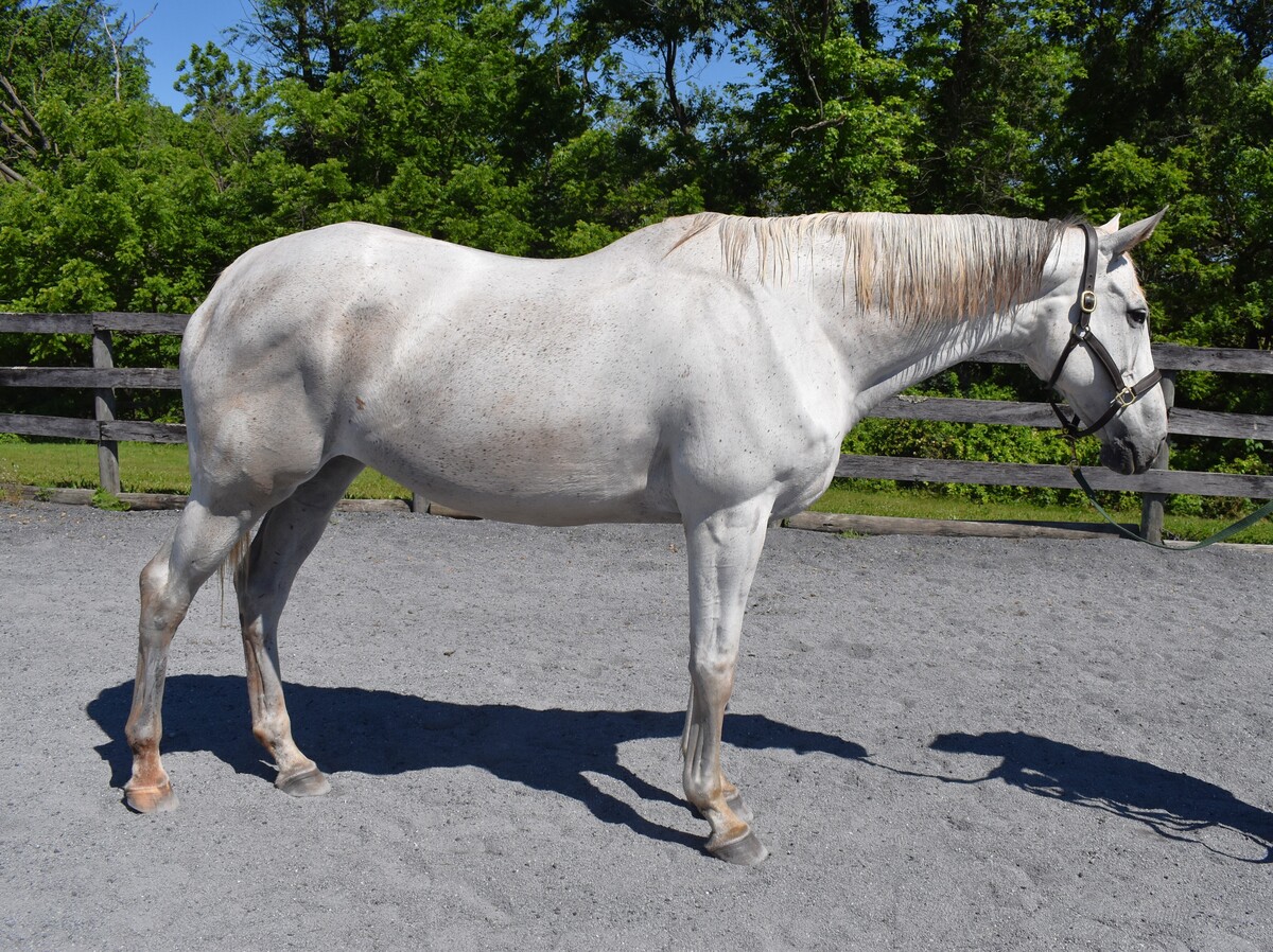 Free for the Ride, 14yo Thoroughbred mare, 16.3hh