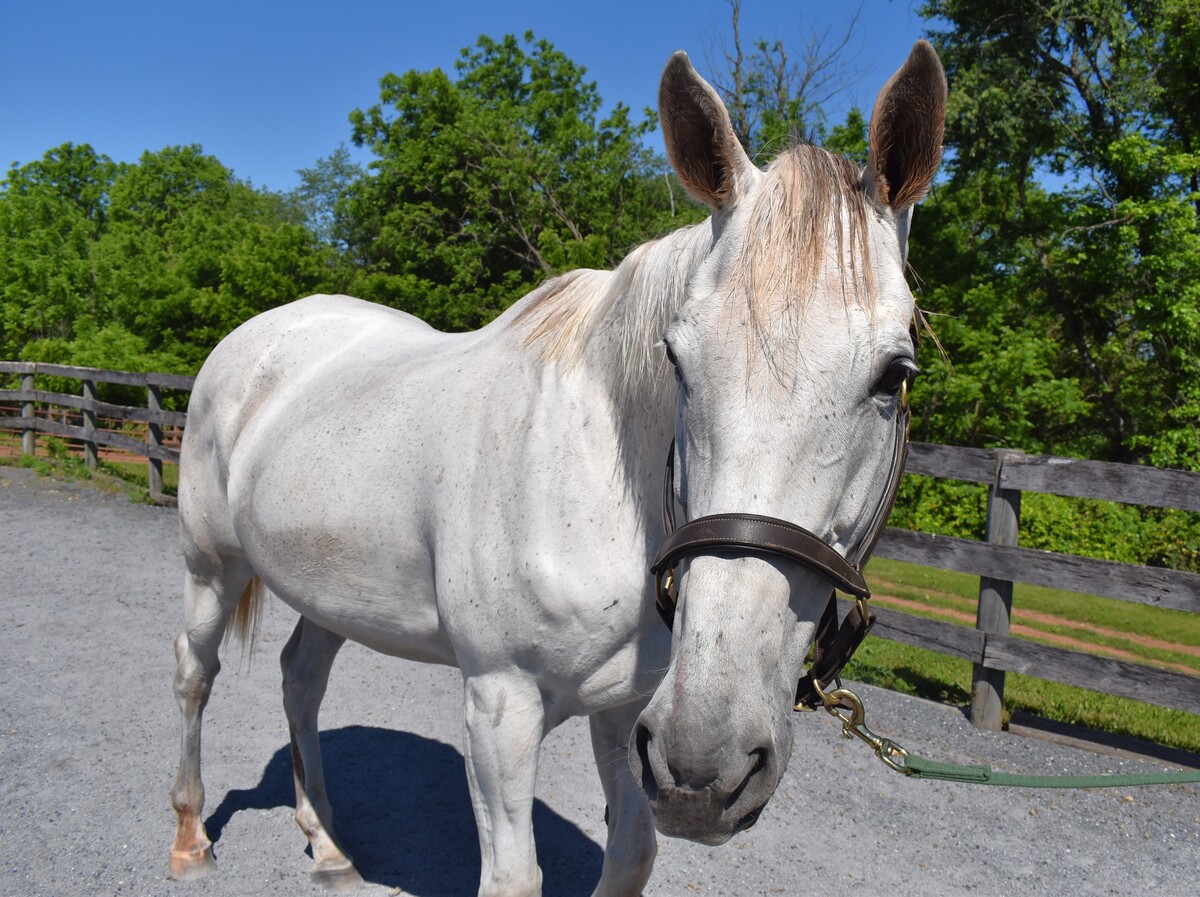 Free for the Ride, 14yo Thoroughbred mare, 16.3hh