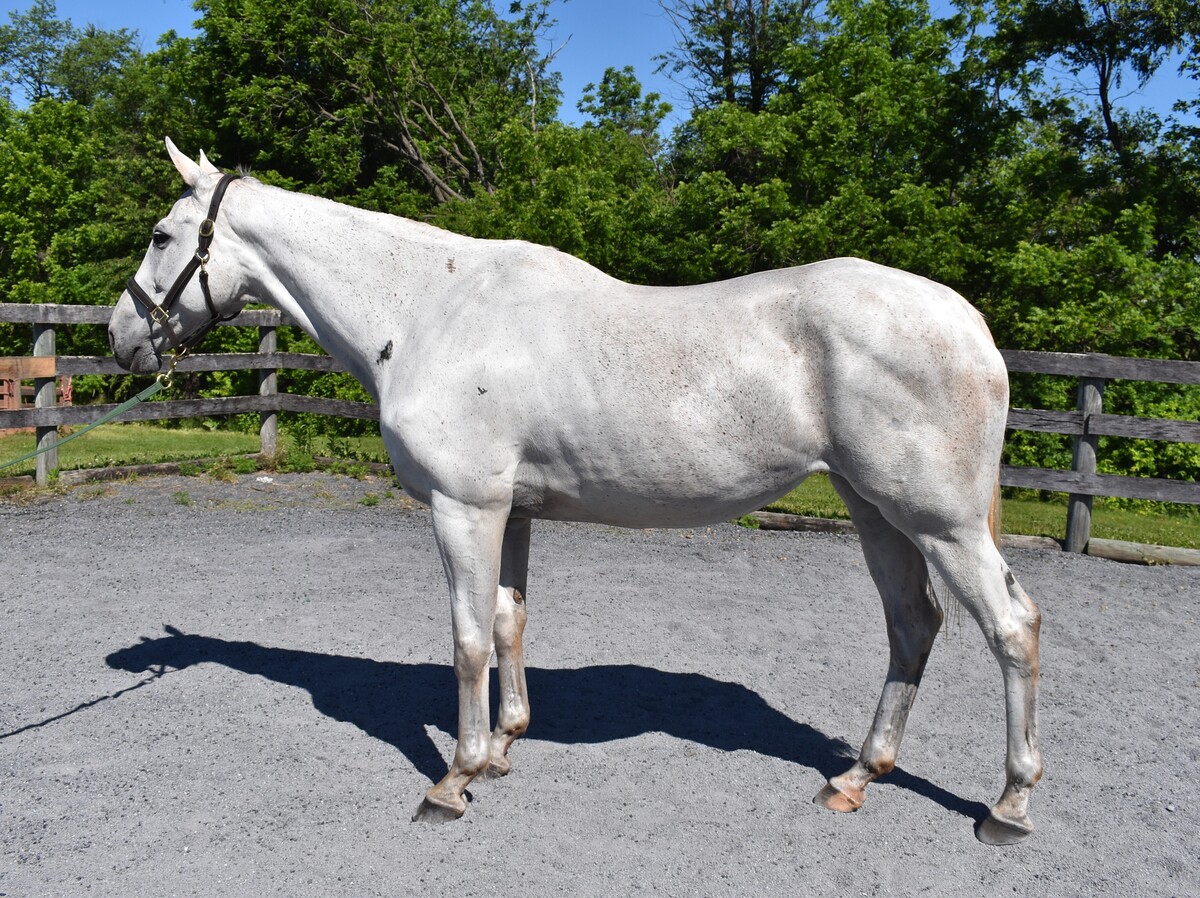 Free for the Ride, 14yo Thoroughbred mare, 16.3hh