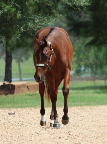 SOLID N LAZY (Preacher), 1yo APHA Paint gelding, 15.0hh