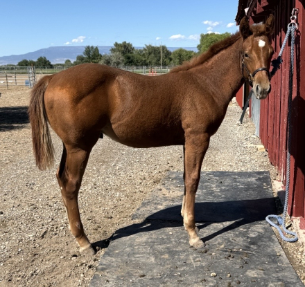 Call Me A Tucker (Patch), AQHA Quarter Horse colt foal
