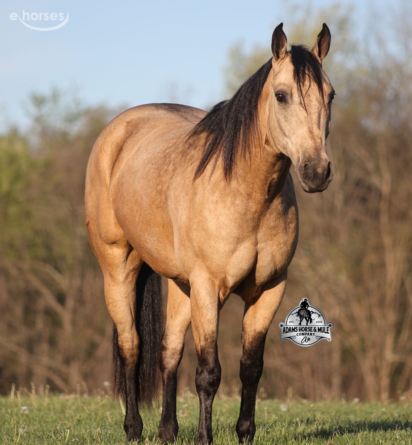 American Quarter Horse, 9yo American Quarter Horse gelding, 14.3hh