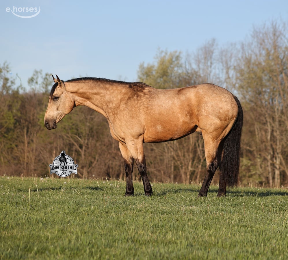 American Quarter Horse, 9yo American Quarter Horse gelding, 14.3hh