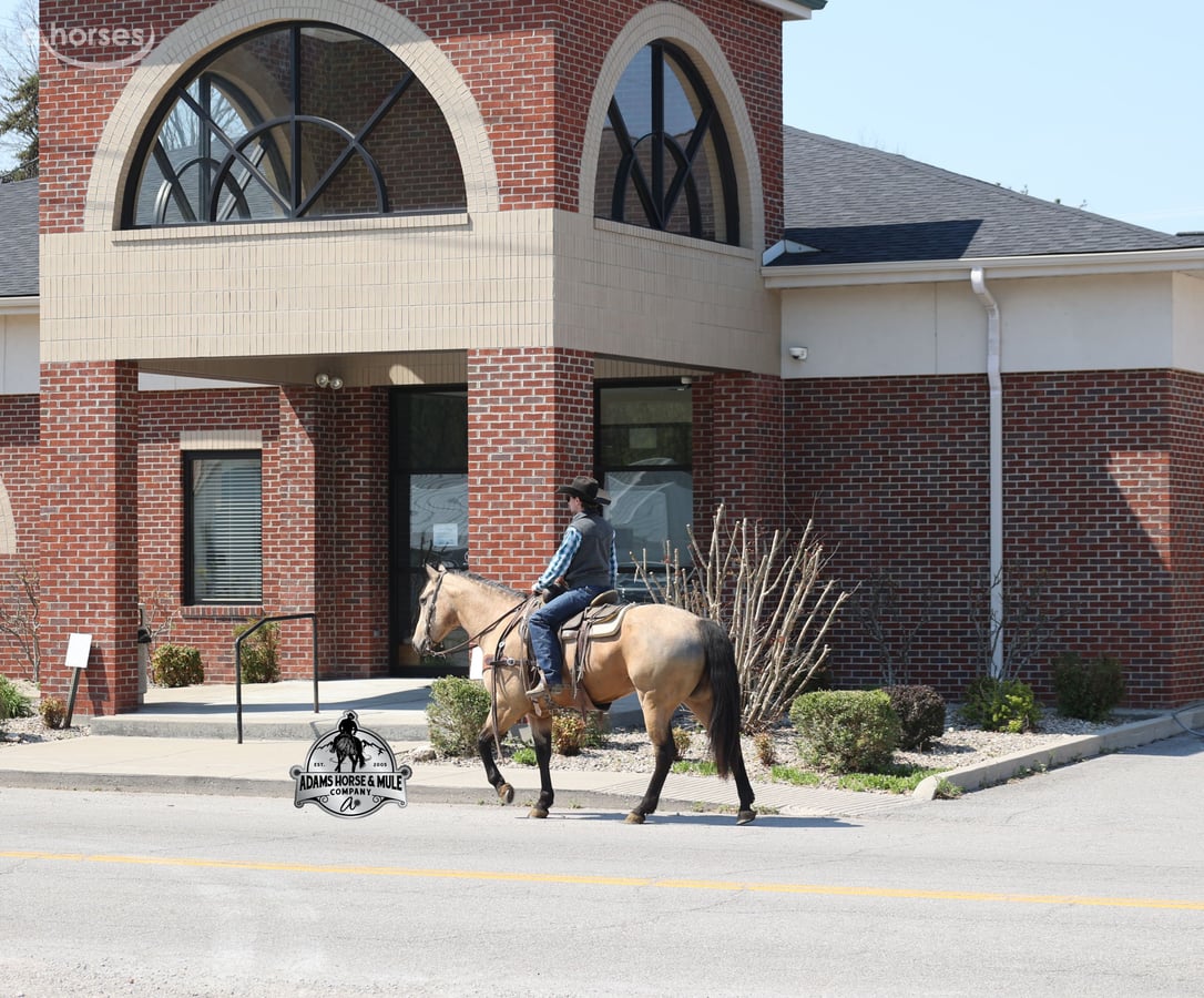 American Quarter Horse, 9yo American Quarter Horse gelding, 14.3hh