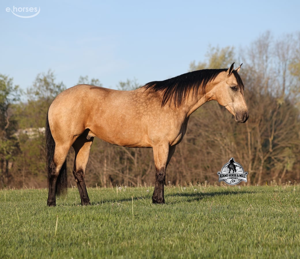 American Quarter Horse, 9yo American Quarter Horse gelding, 14.3hh