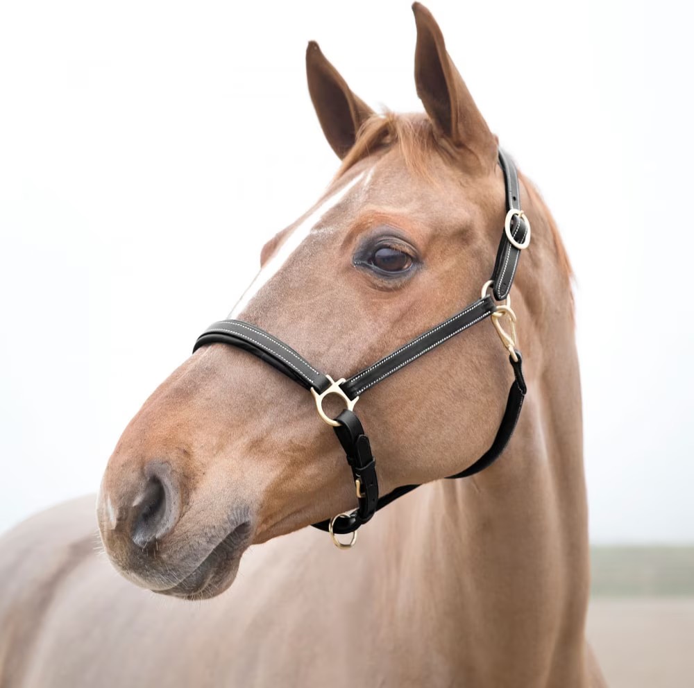 Horze Largo Leather Horse Halter, Black with White stitching, Warmblood / Oversized