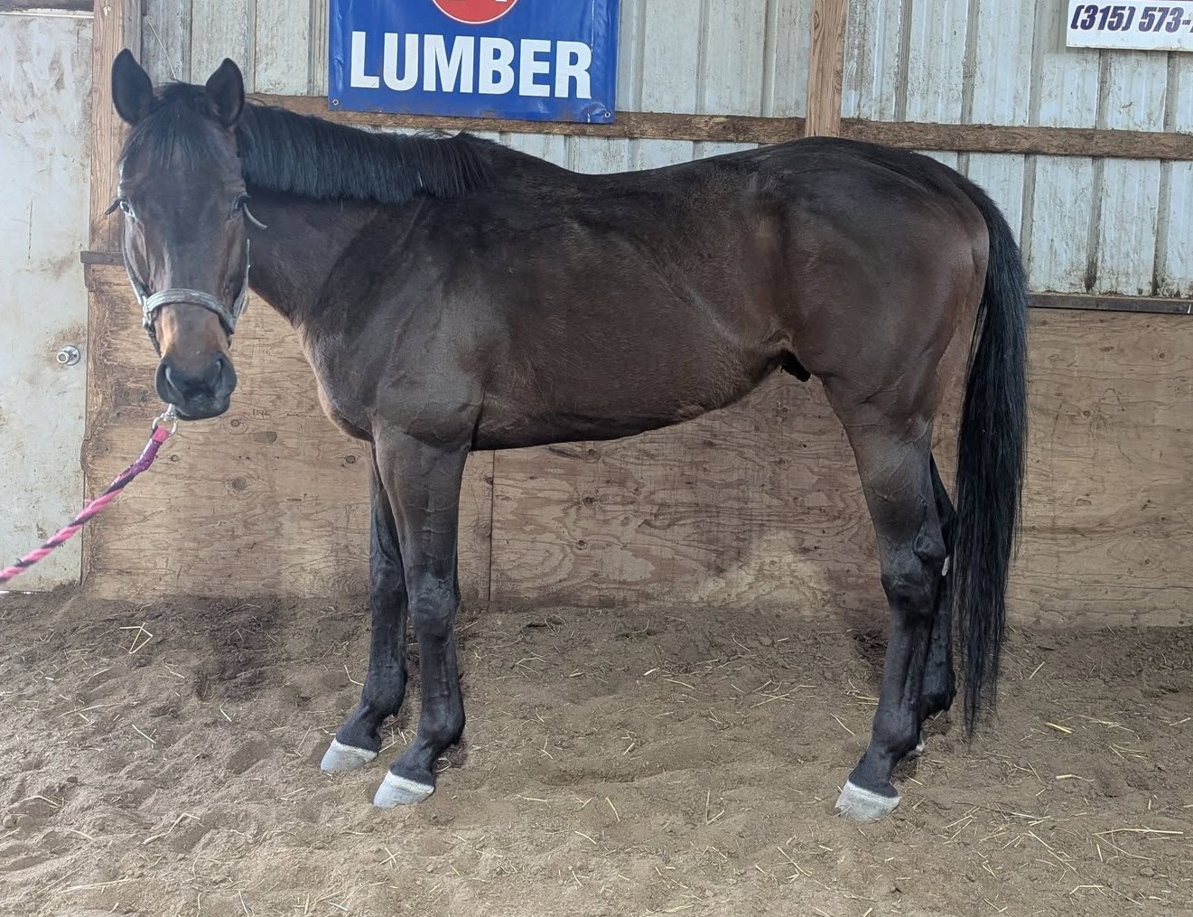 I Love Cara, 4yo Thoroughbred gelding
