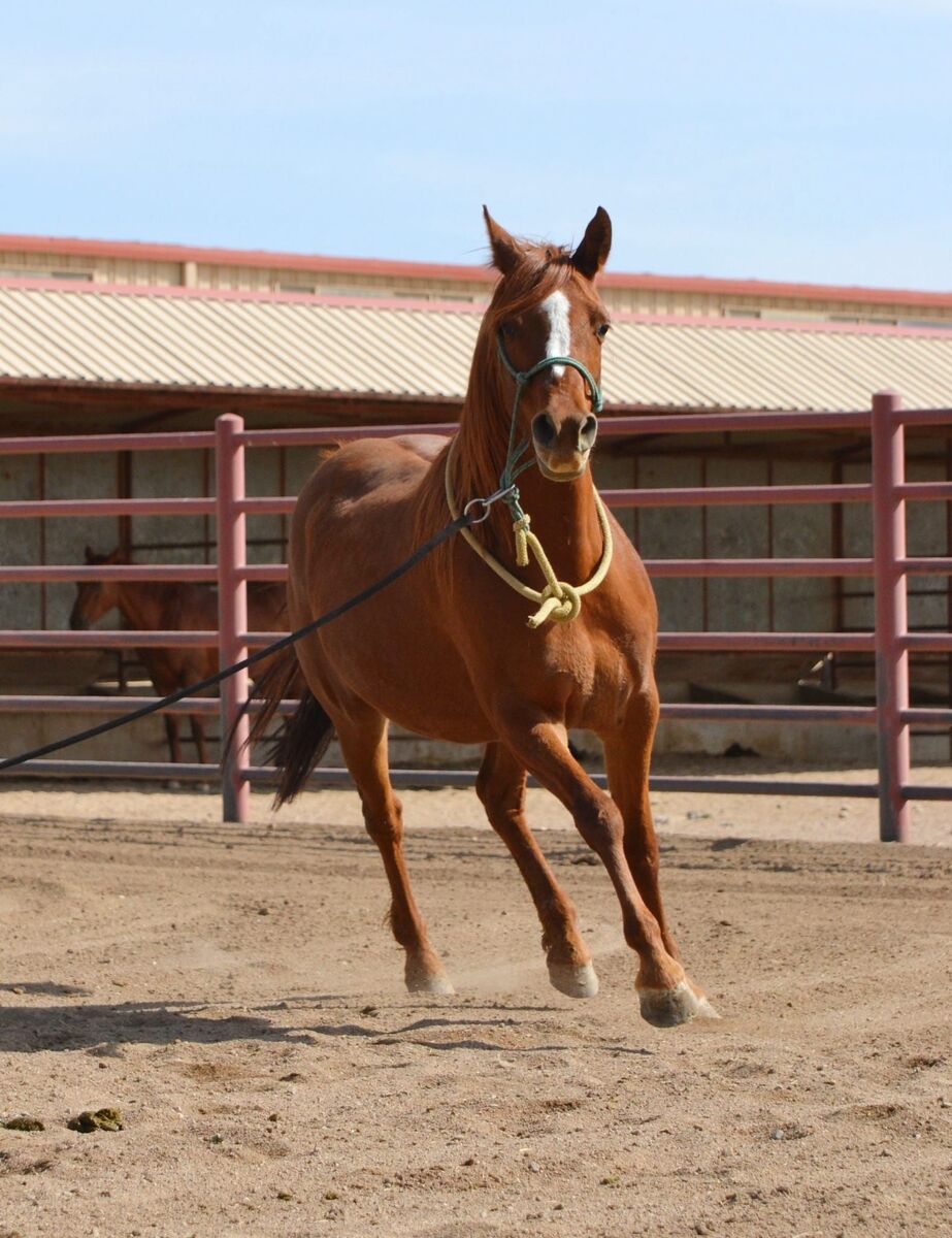 Artemis, 15yo Arabian mare, 14.0hh