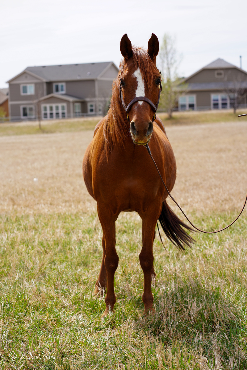 Artemis, 15yo Arabian mare, 14.0hh