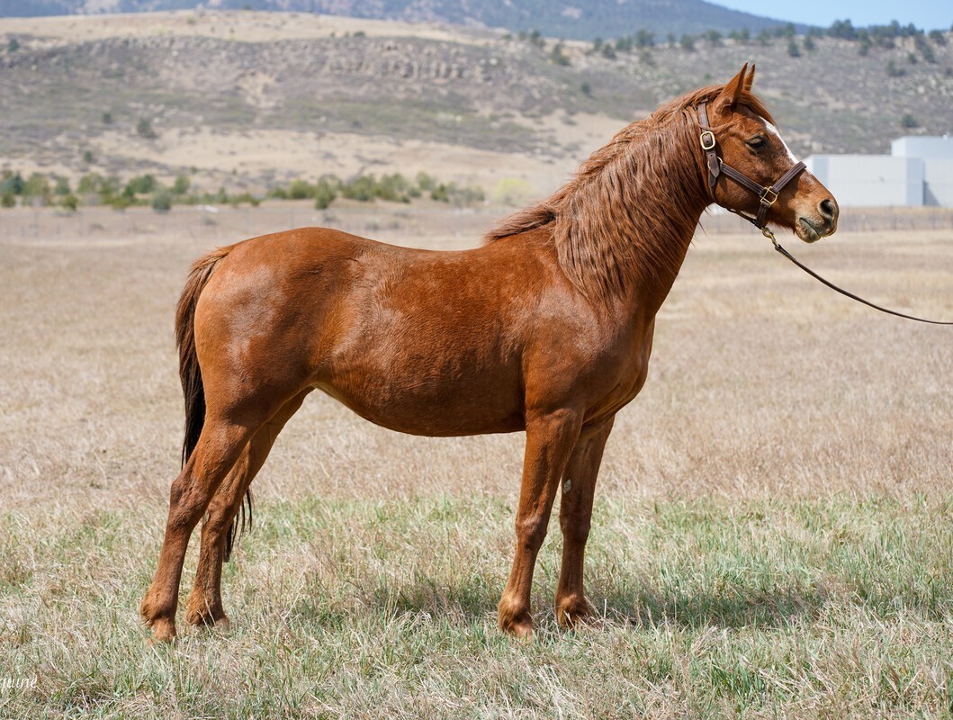 Artemis, 15yo Arabian mare, 14.0hh
