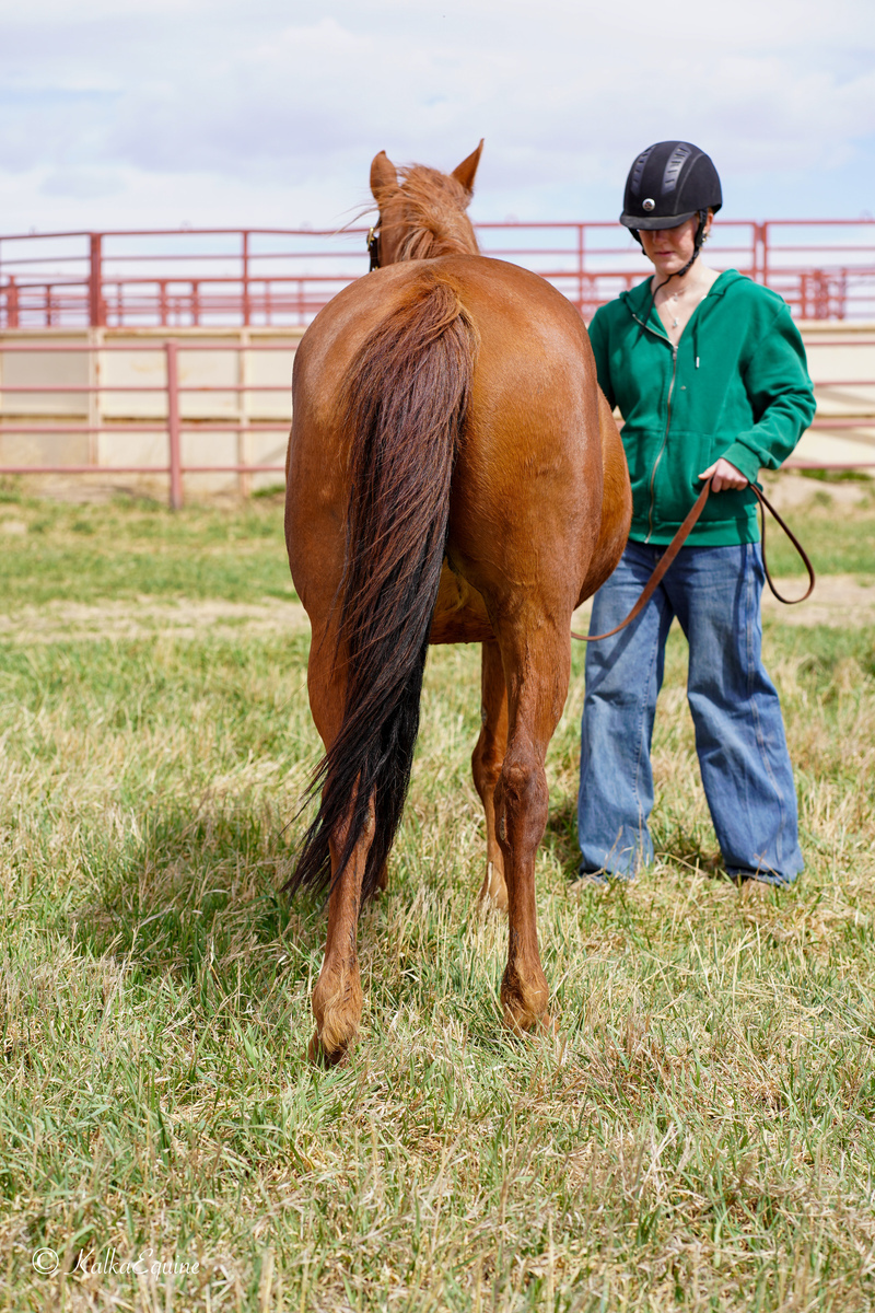Artemis, 15yo Arabian mare, 14.0hh