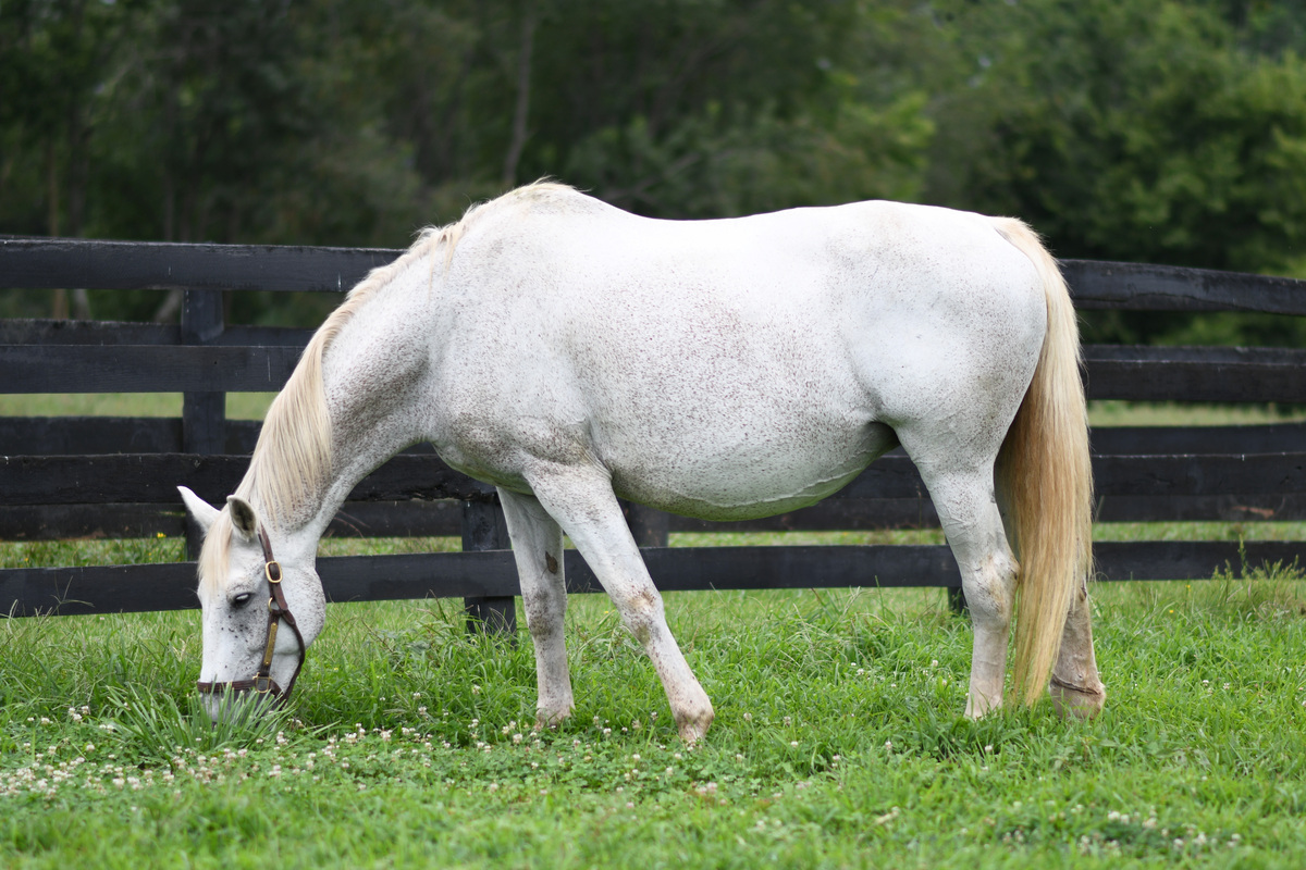 Vicki, 22yo Warmblood mare, 15.3hh