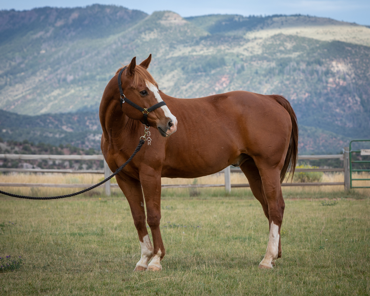 Latigo, 27yo American Quarter Horse gelding, 15.2hh